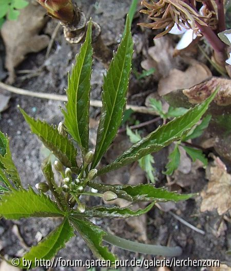 ?Siebenblättrige Zahnwurz (Cardamine heptaphylla)?
