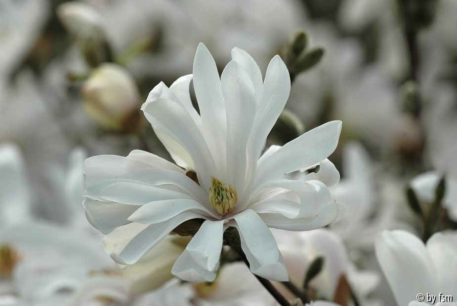 Magnolia Stellata 2 05-04-2009