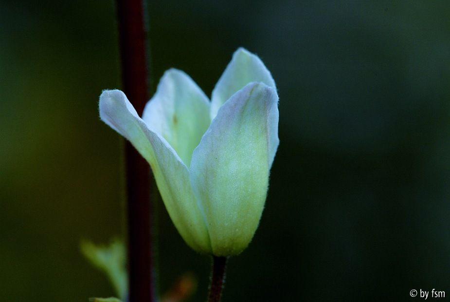 Clematis 1 05-04-2009