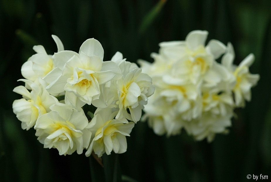 Narcissus 1 05-04-2009