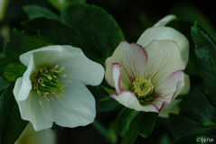 Helleborus St Jean de Beauregard 4 04-04-2009
