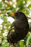 amsel.jpg