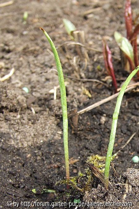 Raddes Kaiserkrone (Fritillaria raddeana)