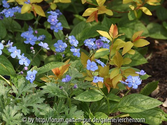 Gedenkemein (Omphalodes verna) im Spiraeen-Austrieb