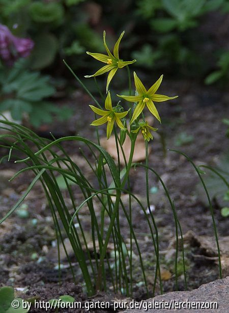 Zwerg-Goldstern (Gagea minima)