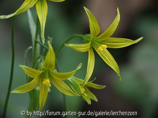 Zwerg-Goldstern (Gagea minima)
