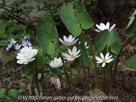Blutwurz (Sanguinaria canadensis)