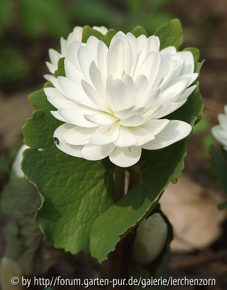 Blutwurz (Sanguinaria canadensis 