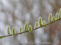 2009-04-08 19h15m20s.JPG