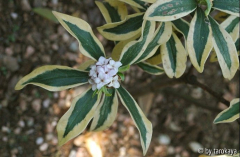 daphne ghi2