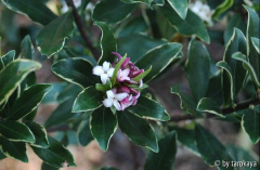 daphne ghi1
