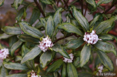 daphne ghi3