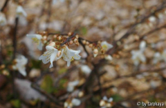 C.trichoclada