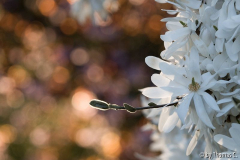 Stellata vor Blutpflaume