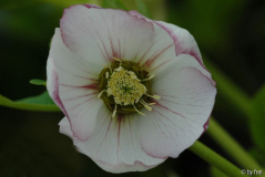 Helleborus St Jean de Beauregard 6 04-04-2009