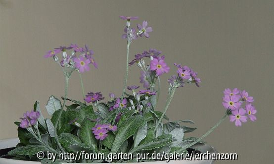Balkan-Mehlprimel (Primula frondosa)