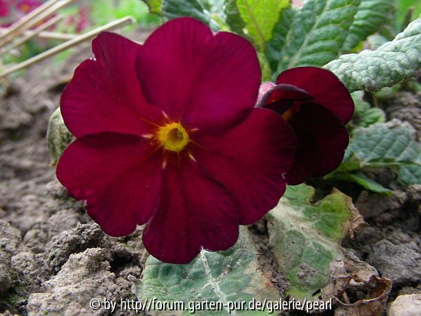 Primula Cowichan tiefrot