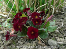 Primula Cowichan tiefrot