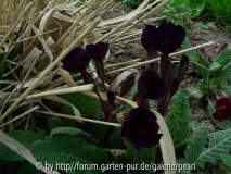 Primula Cowichan schwarzblauviolett