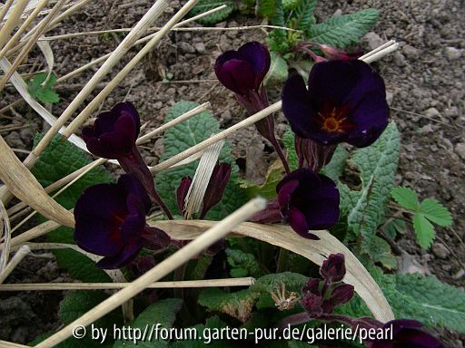 Primula Cowichan schwarzblauviolett