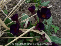 Primula Cowichan schwarzblauviolett