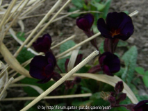 Primula Cowichan schwarzblauviolett