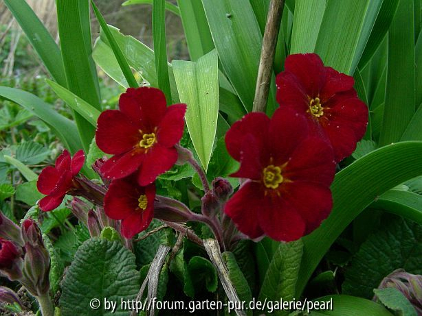 Primula Cowichan Rot