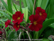 Primula Cowichan Rot
