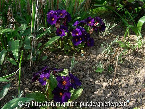 Primula Cowichan blau