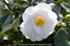 Camellia 'Lovelight'
