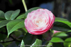 Camellia 'Desire'