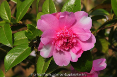 Camellia 'Ballet Queen variagated'