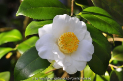 Camellia 'Alba Simplex'