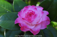 Camellia 'Nuccios Jewel'