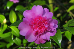 Camellia 'Ballet_Queen'