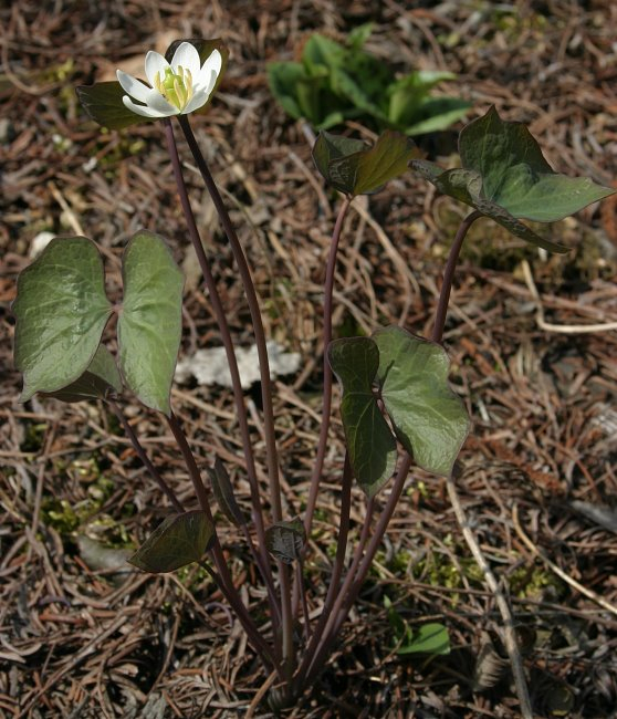 Jeffersonia diphylla