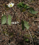 Jeffersonia diphylla