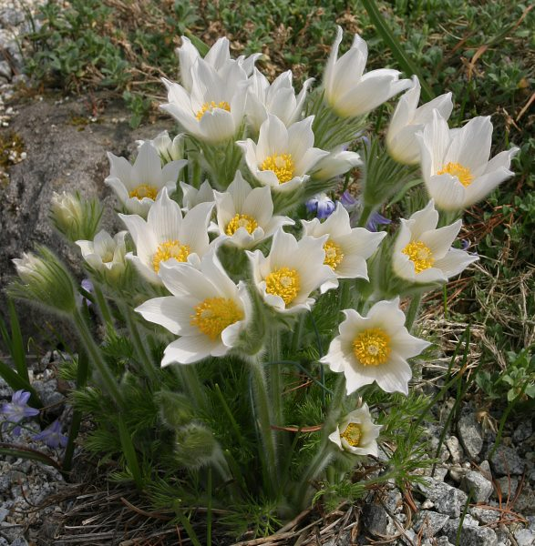 Pulsatilla vulgaris (Hybride weiss)