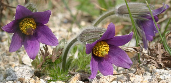 Pulsatilla halleri ssp. styriaca