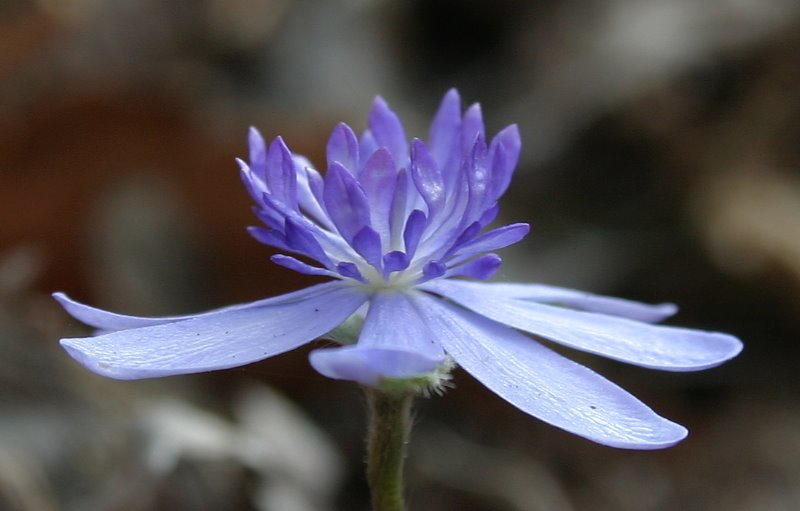 Hepatica transsilvanica