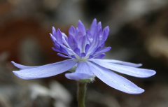 Hepatica transsilvanica