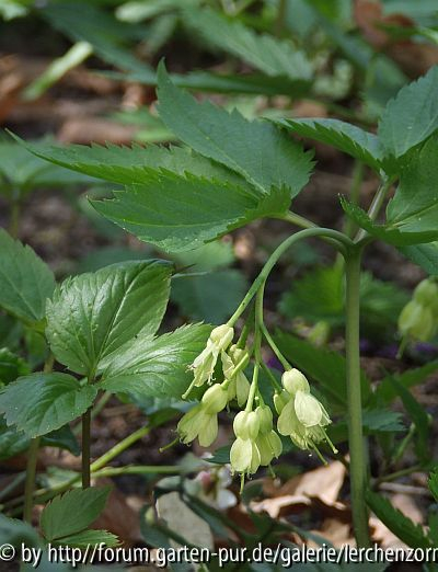 Neunblättrige Zahnwurz (Cardamine enneaphyllos)