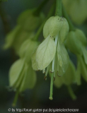 Neunblättrige Zahnwurz (Cardamine enneaphyllos) - Blüte