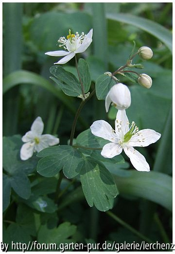 Muschelblümchen (Isopyrum thalictroides)