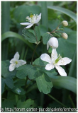 Muschelblümchen (Isopyrum thalictroides)