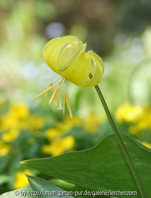 Hundszahn-Hybride (Erythronium 
