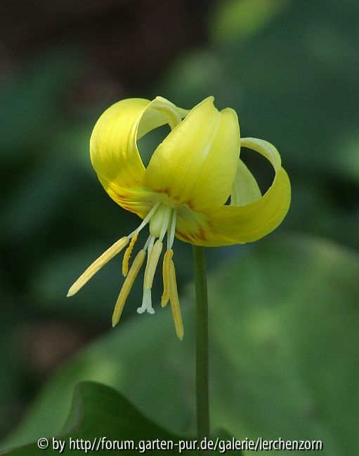 Hundszahn-Hybride (Erythronium 