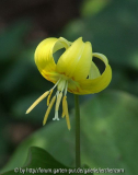 Hundszahn-Hybride (Erythronium 