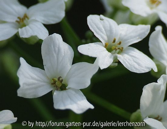 Großblättriges Täschelkraut (Thlaspi macrophyllum) - Einzelblüte