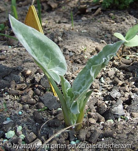 Balsamwurz (Balsamorhiza sagittata)
